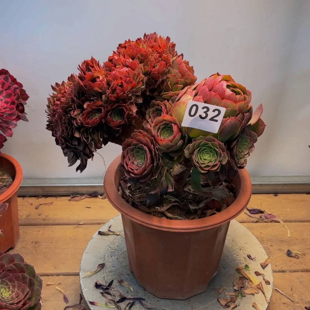 多肉植物万缀032