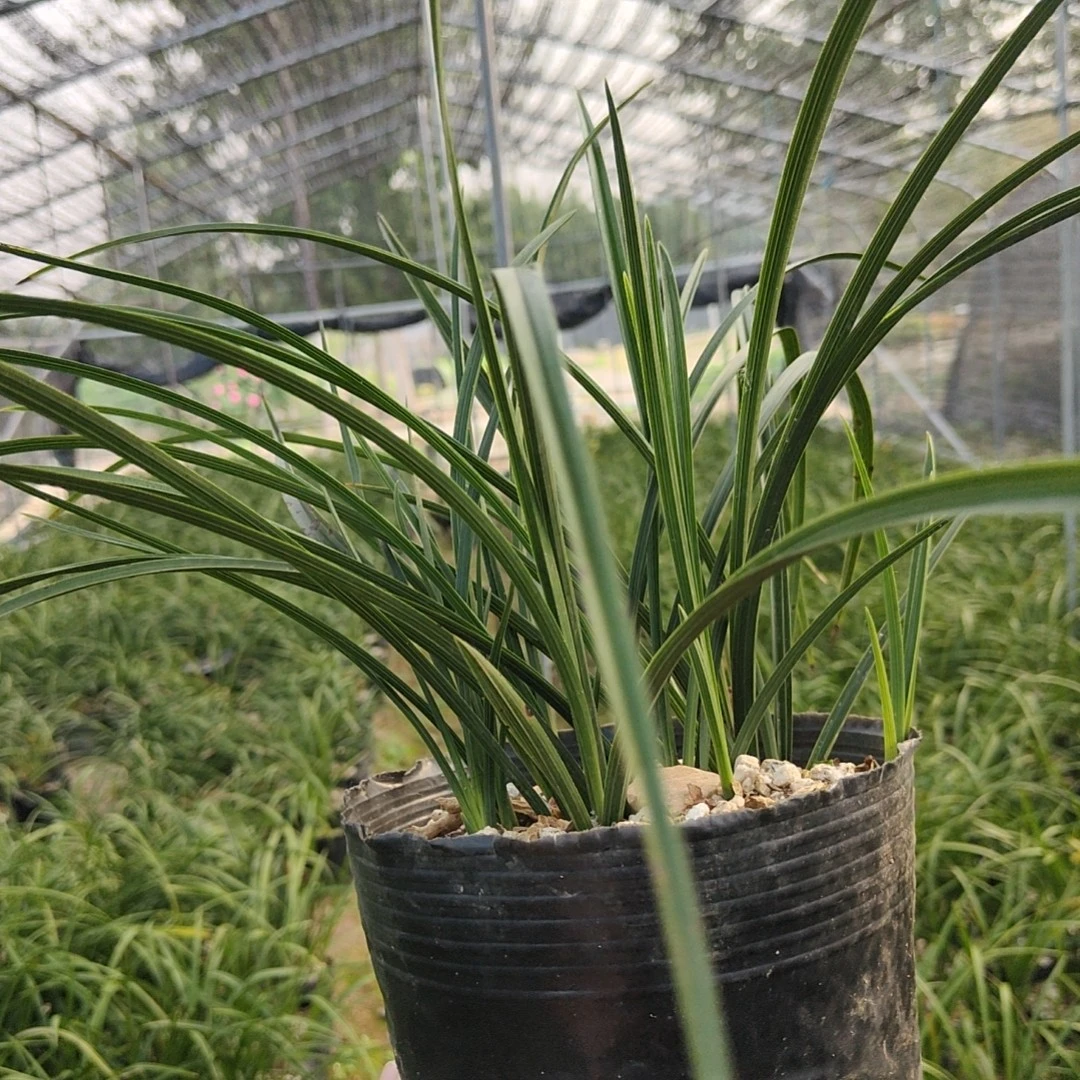 观赏性兰花一物一拍以直播间实物为准（自主下单随机发货）