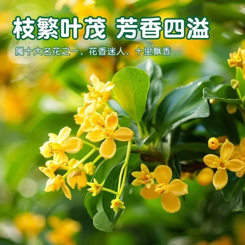 【亏本清园，清完结束】金桂开十里飘香盆栽苗地载阳台庭院