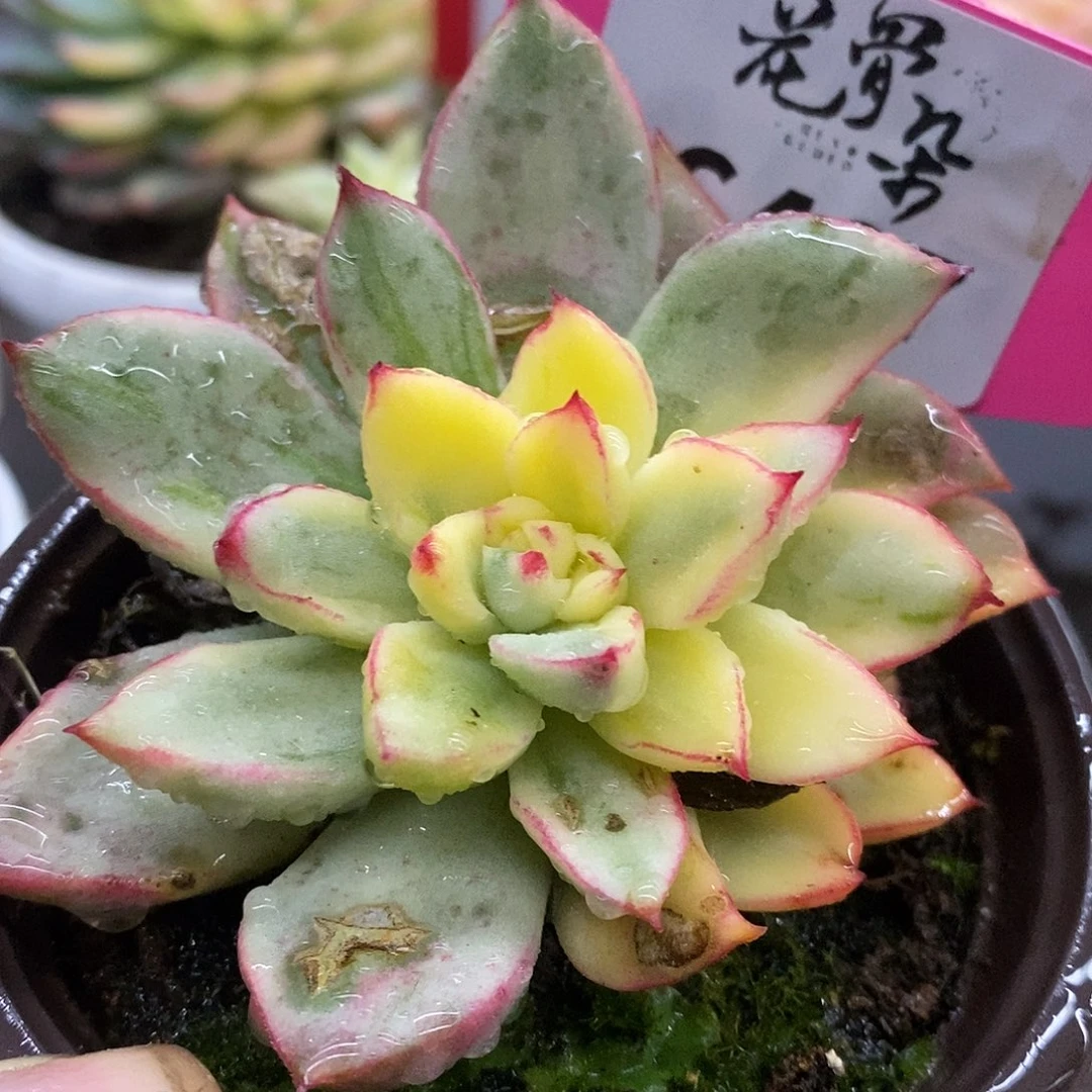 467微瑕疵哈哈哈哈哈