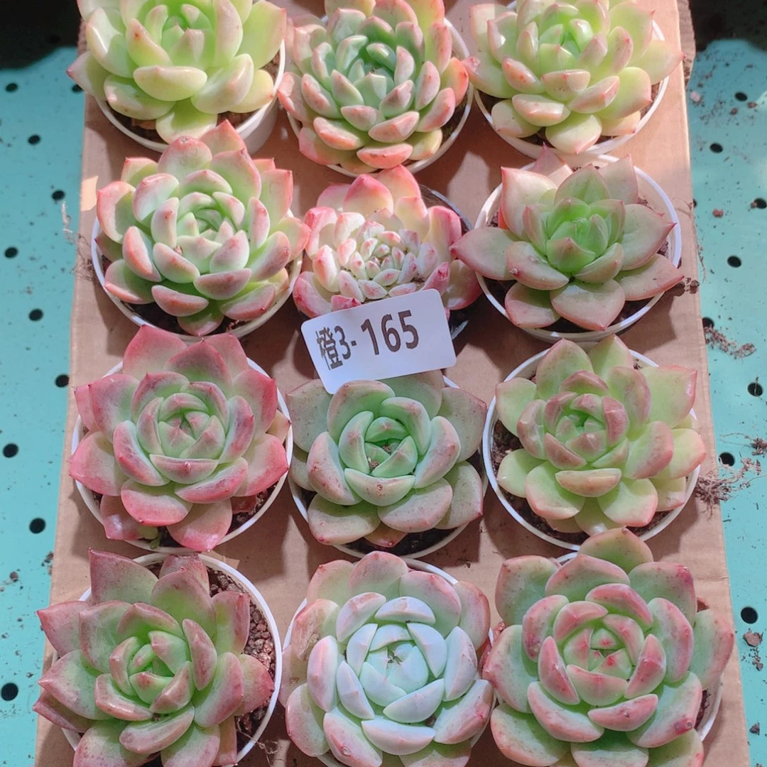 3-165一物一拍多肉带盆18颗