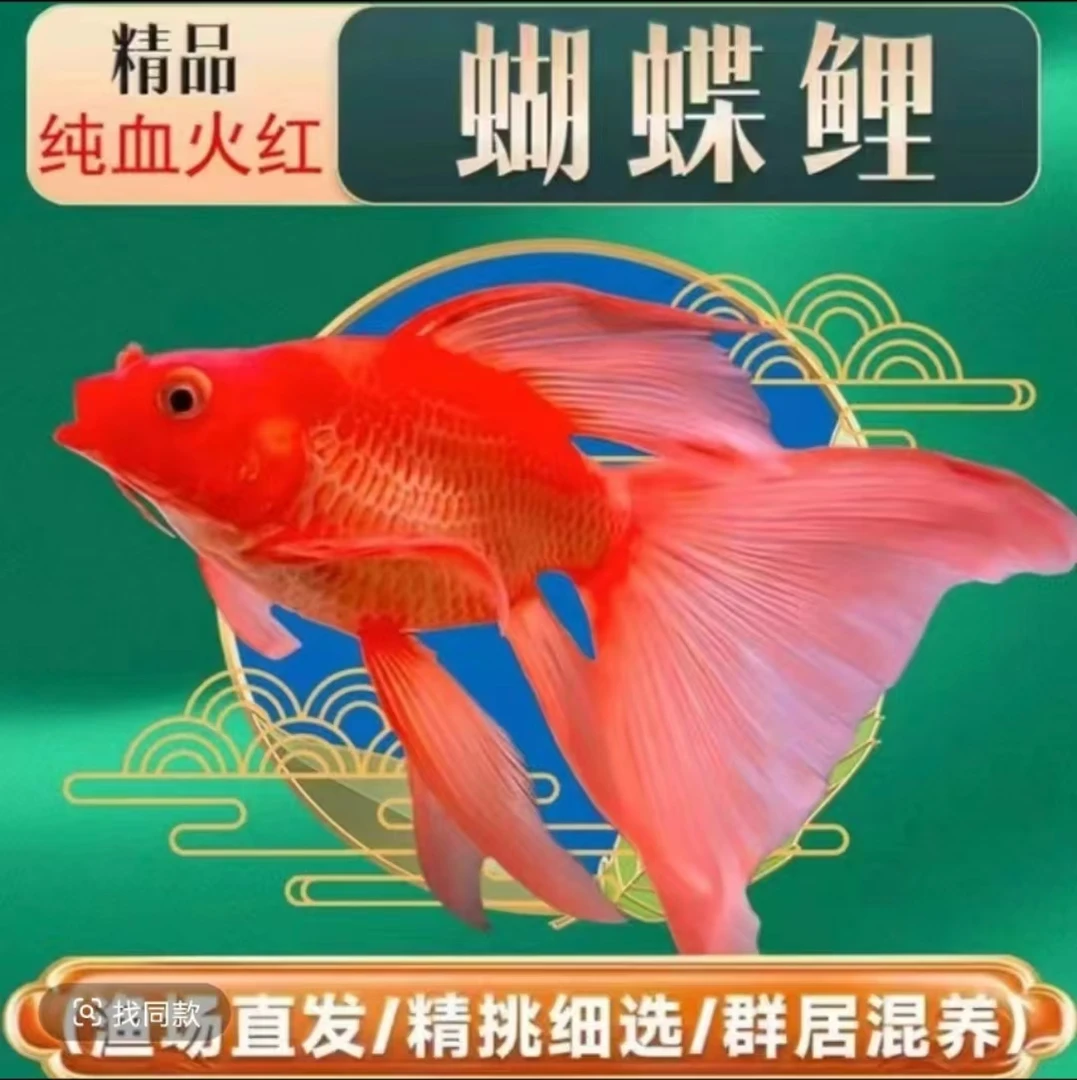 蝴蝶鲤鱼纯种红色台系短球体观赏鱼淡水精品活体发货
