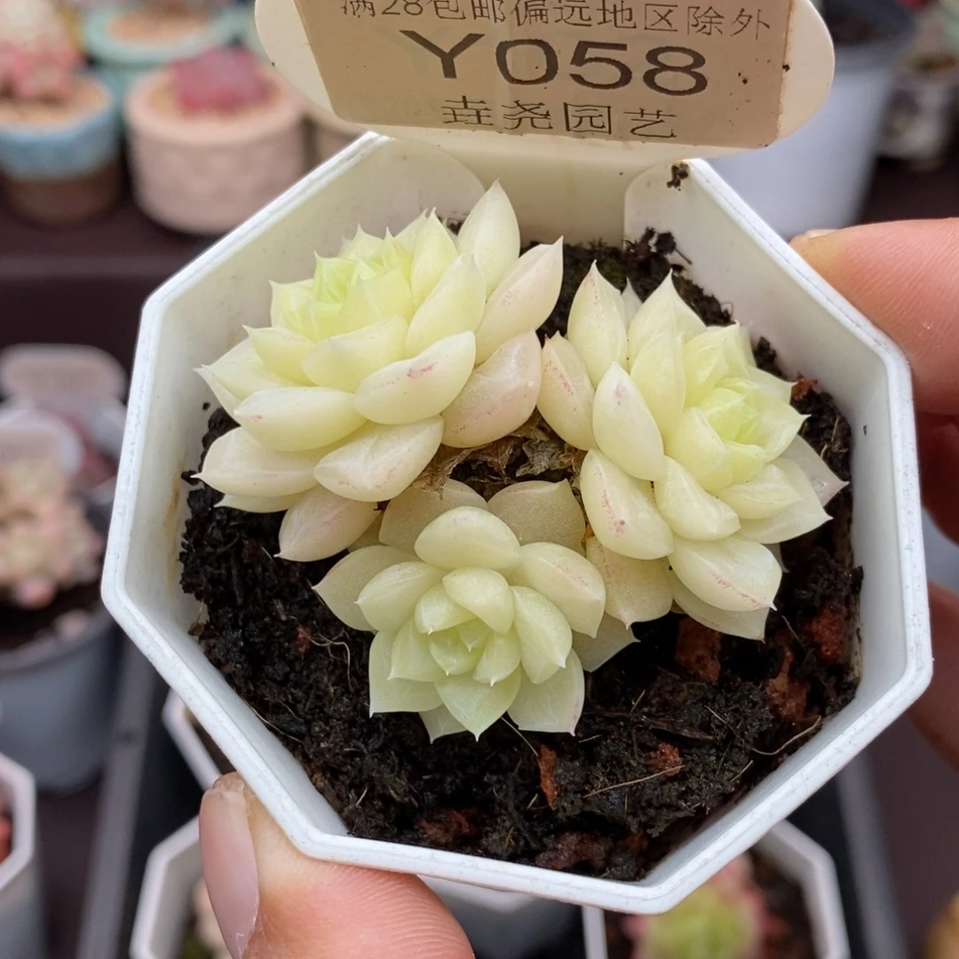 0058 白天鹅群5cm
