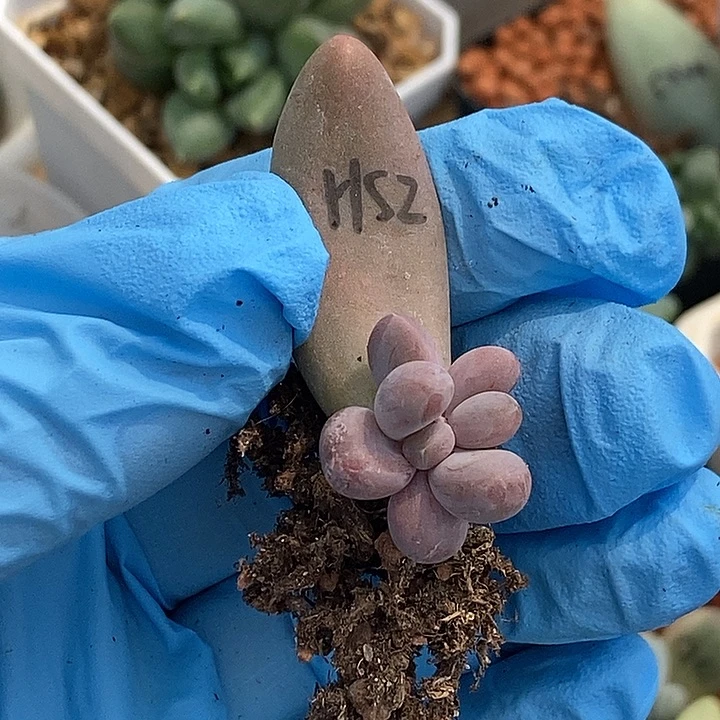 红手指锦多肉植物