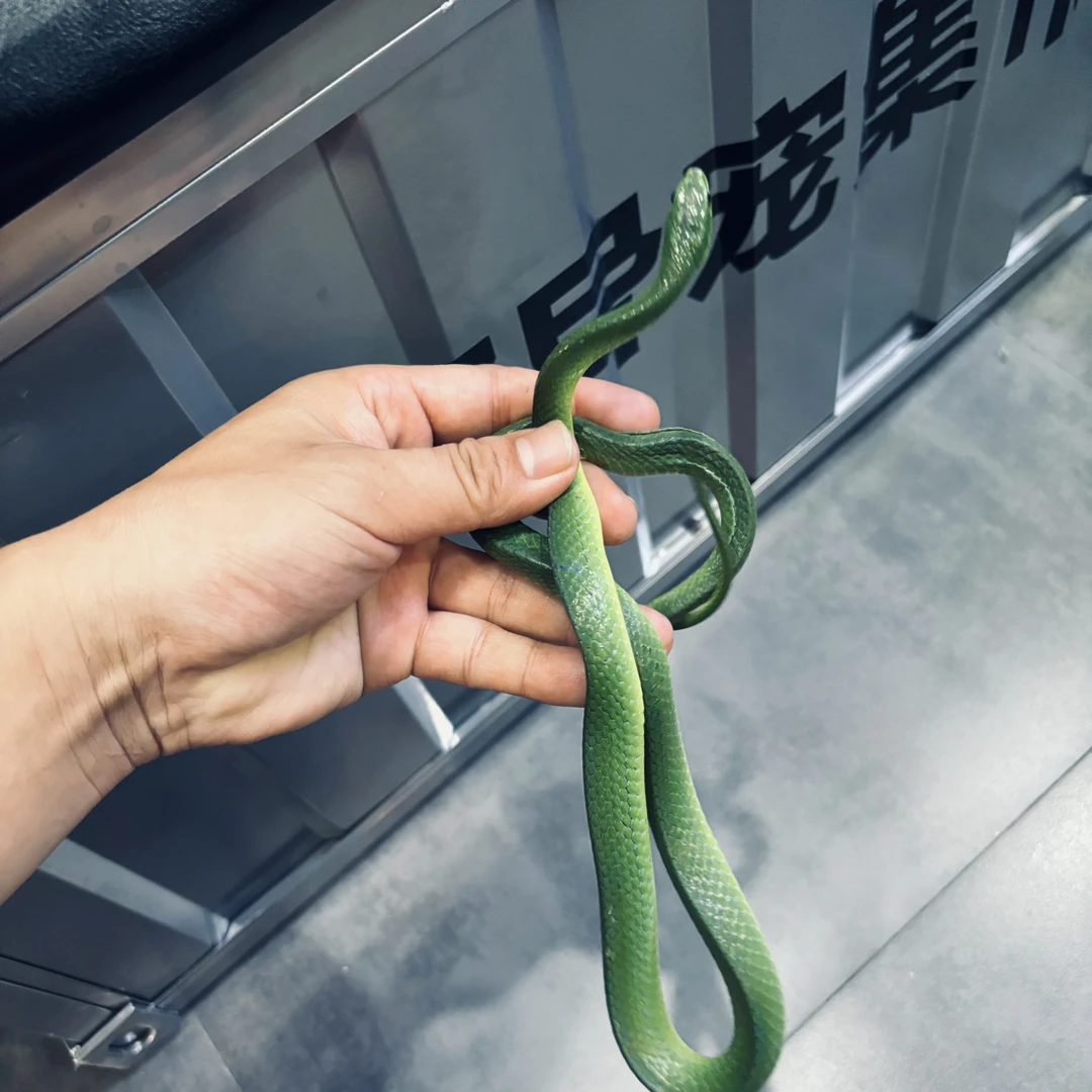 翠青宠物蛇温顺无毒