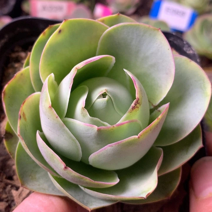 一物一拍星辰福利005