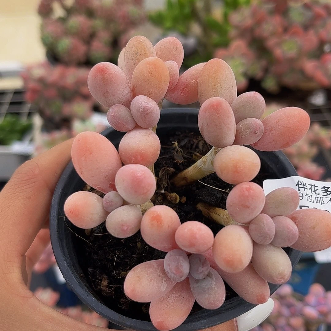 203-香水手指奶酪多肉7cm