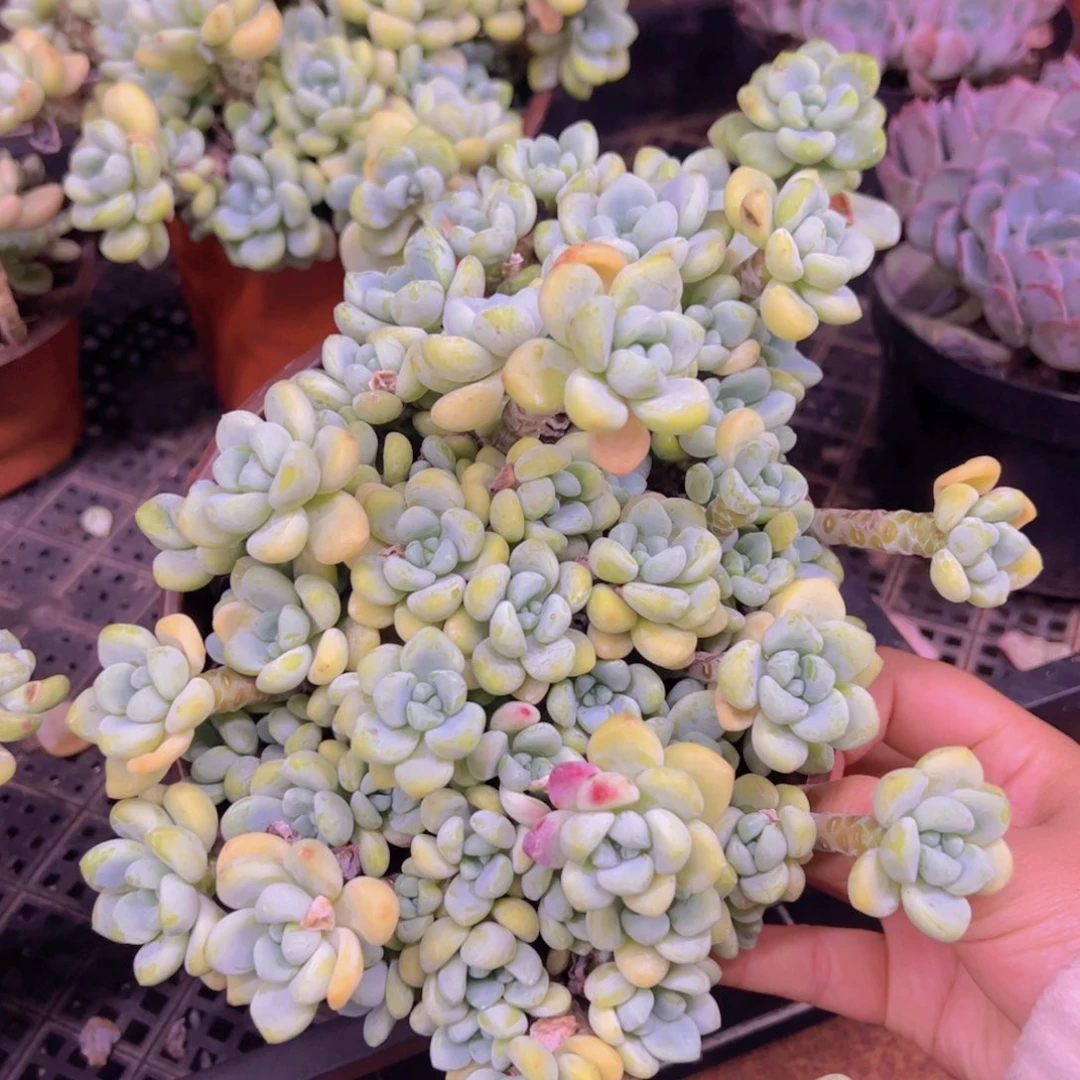 劳尔整装整群大盆