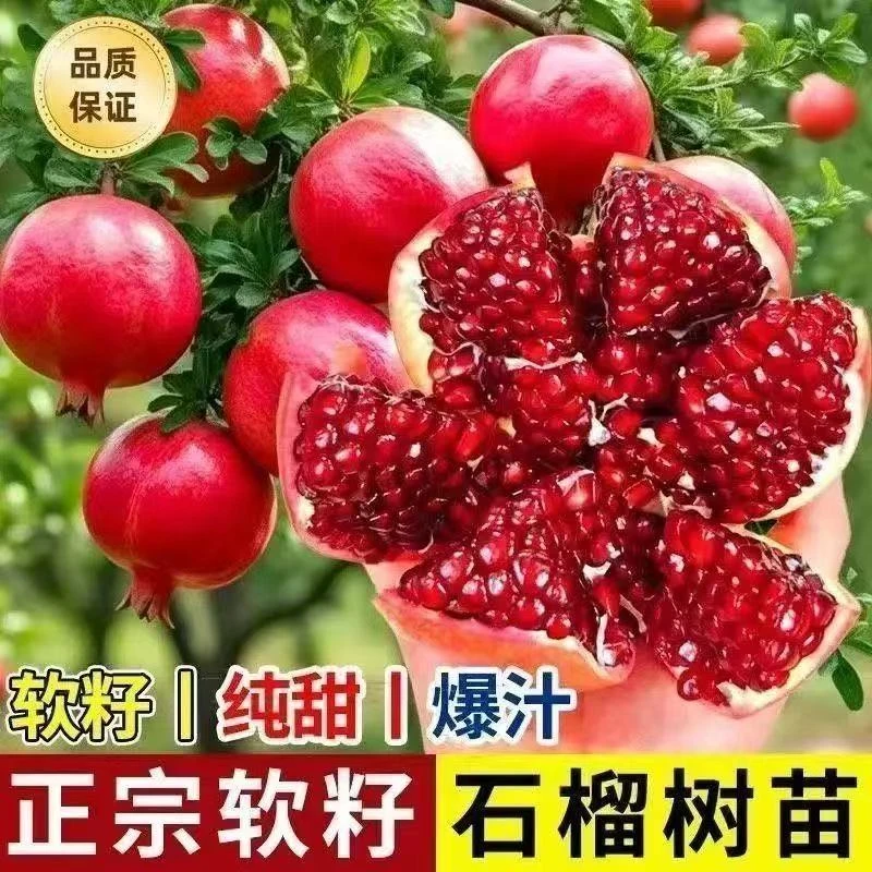 软籽甜石榴树苗南北方庭院种植盆栽地栽大红袍无籽石榴苗当年结果
