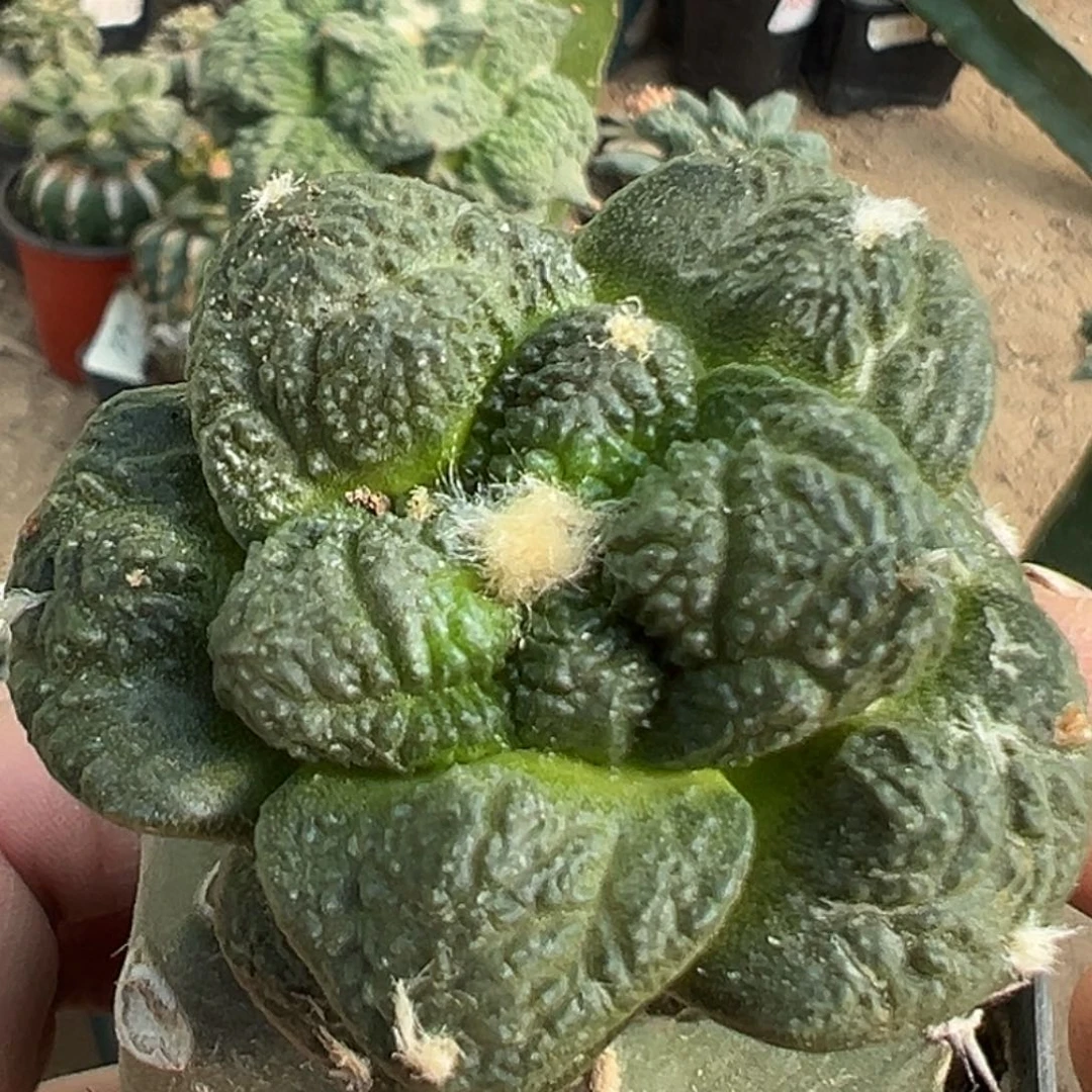 完全开放福利绣普蛋尤龟甲牡丹112