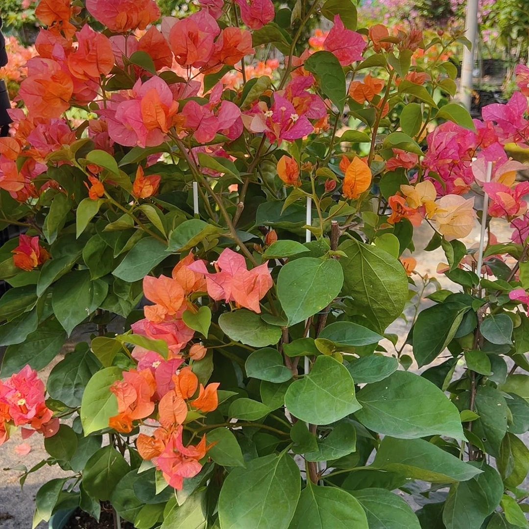 当前无花栽培后可以开花阿达娜带竹一棵