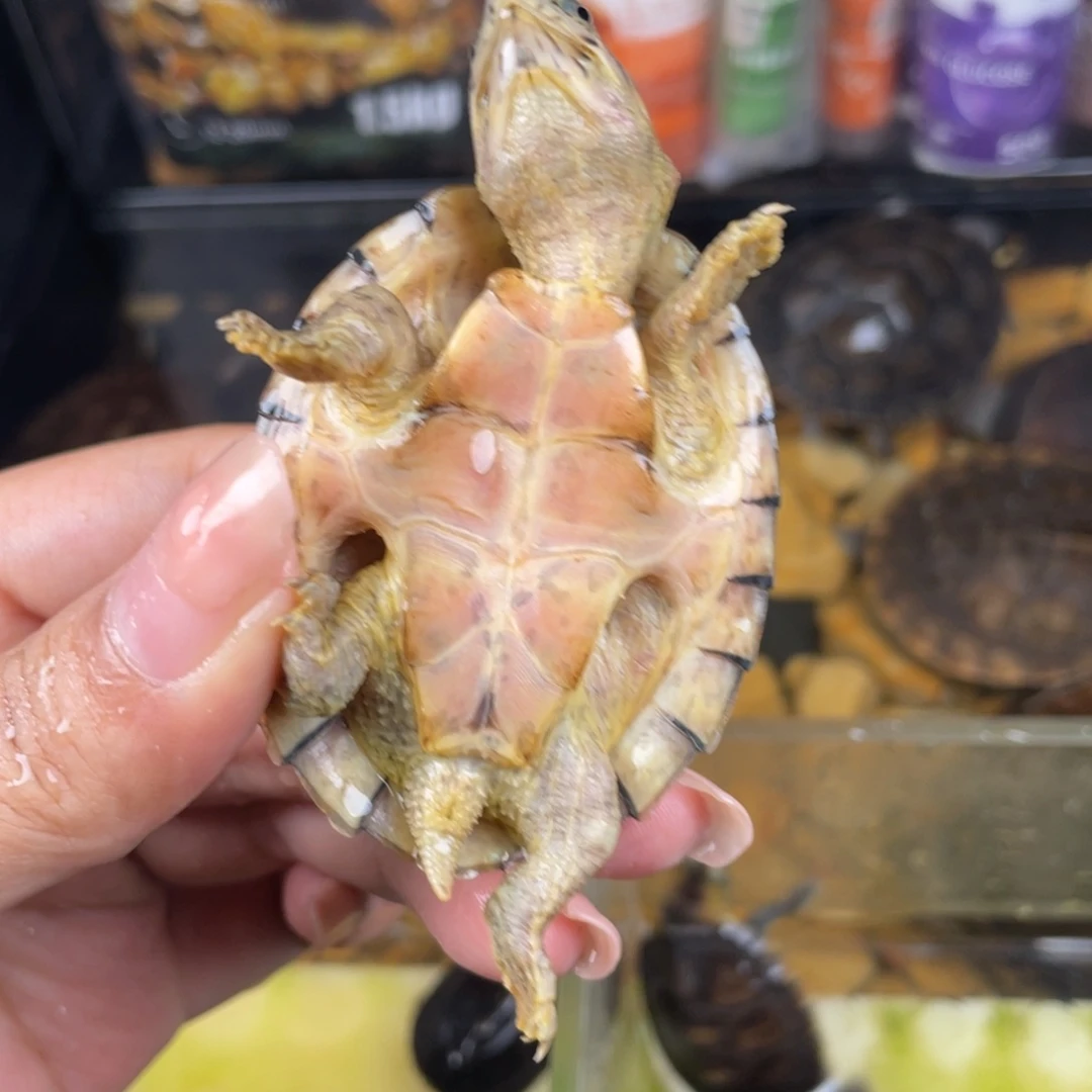 母绿毛龟櫯**ū点点滴滴打投吧我也