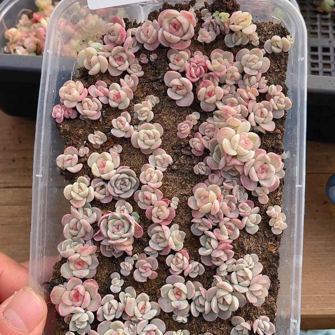 小***ღ多肉植物多肉植物767