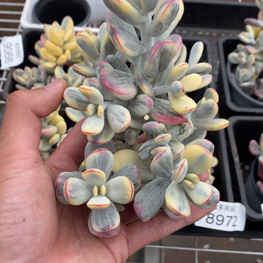 福娘锦多肉植物9068