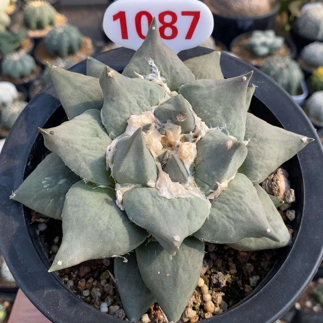 1087牡丹福利多多