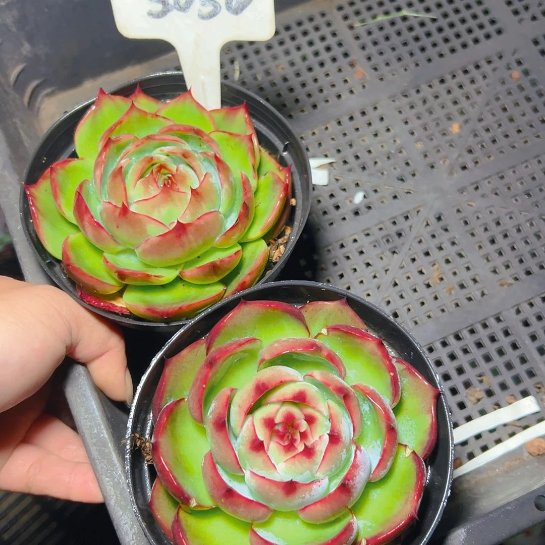 惊鸿仙子两颗5050号