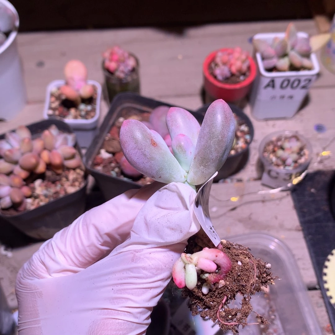 382 米可奶酪瑕疵特价多肉