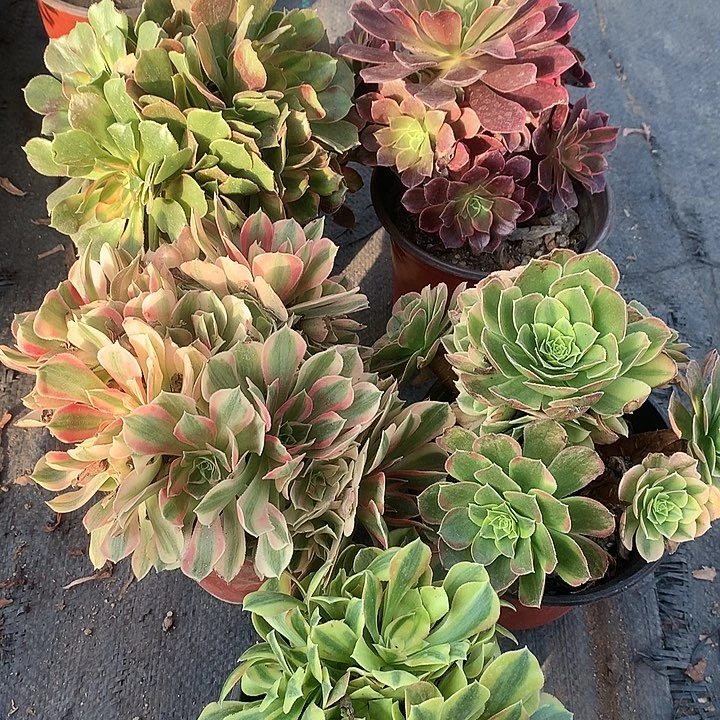 756五棵多肉植物