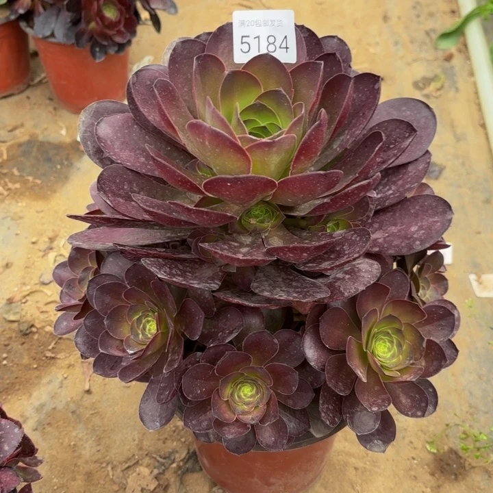 魅金玫瑰多肉法师5184