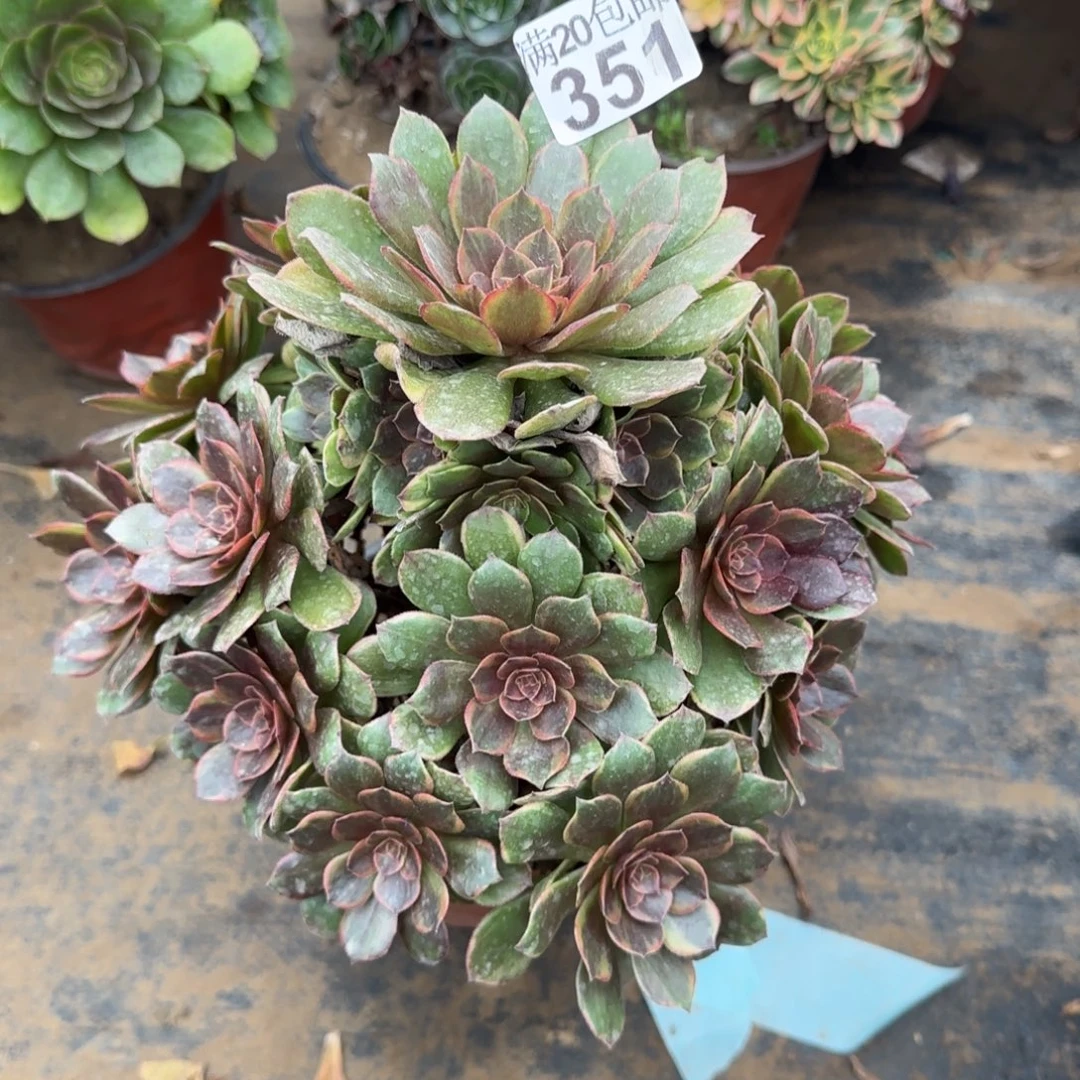 半夏351满20包邮断枝不包