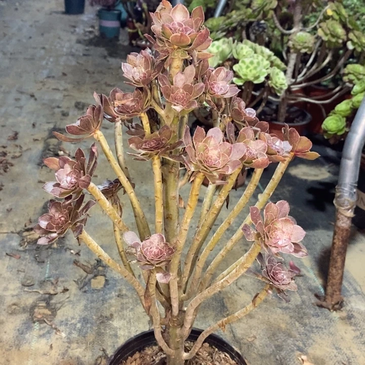 灰法多肉植物016