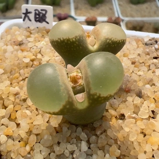 ࿈****࿈下播特价一颗大眼泡泡217。