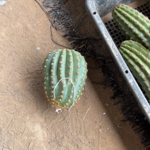 默*语毛花柱河岸侧芽