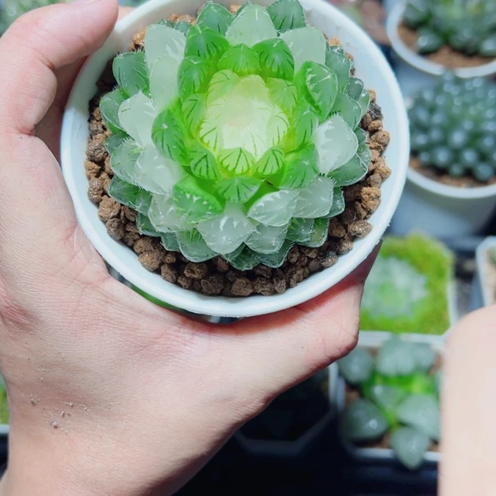 翠云玉露锦多肉植物