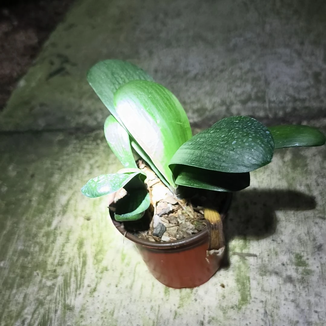 完全开放盲盒小苗