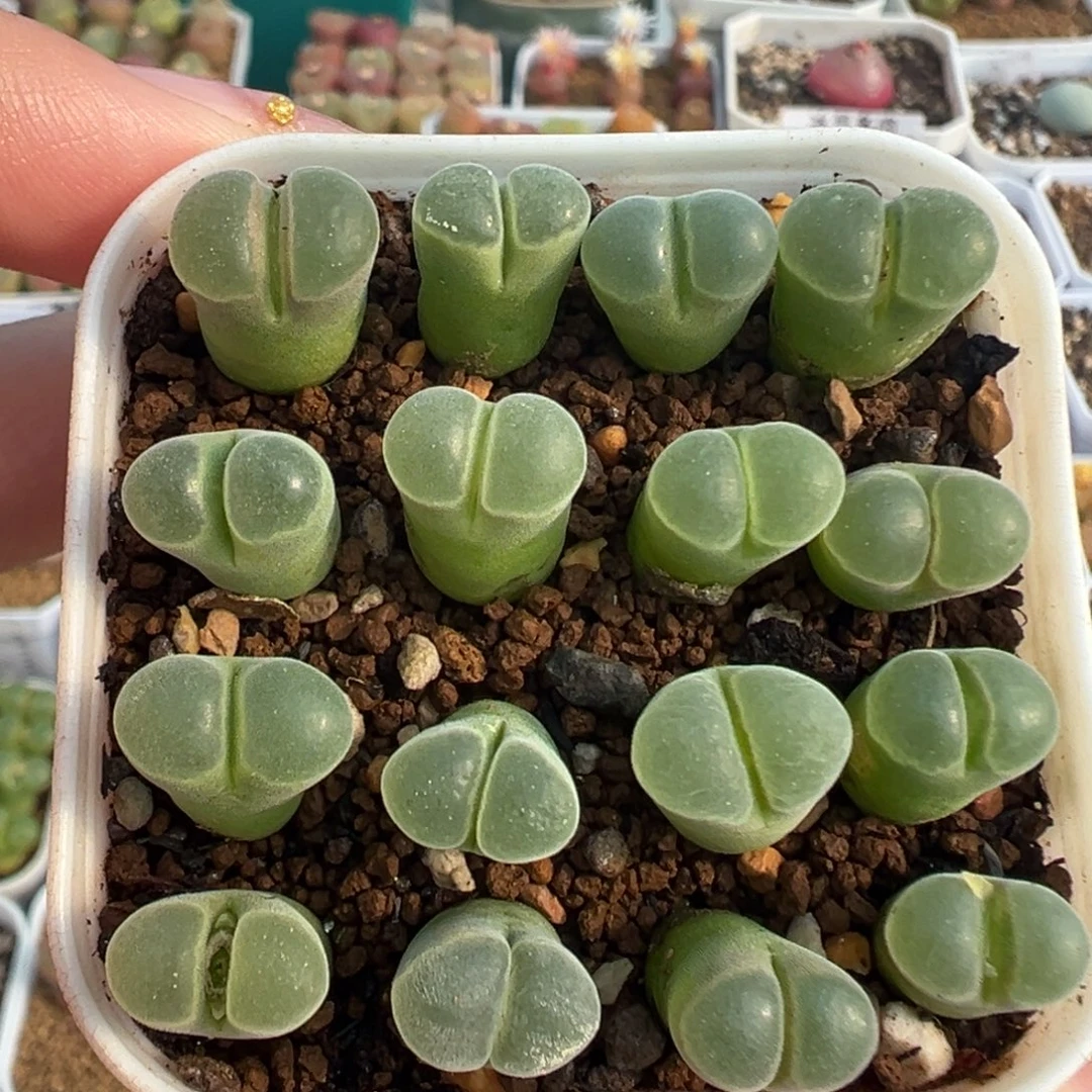 094极窗风铃裸根发货