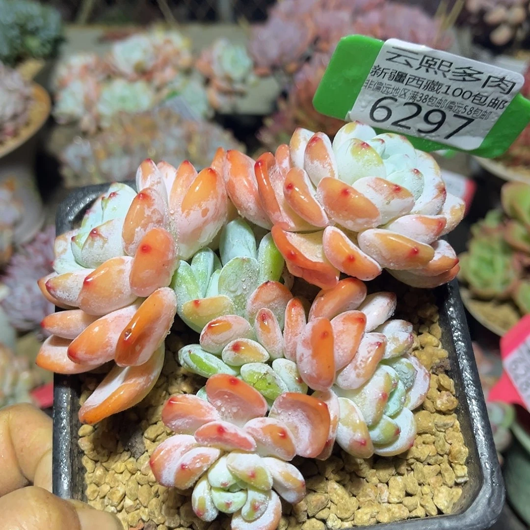 6297冷香。