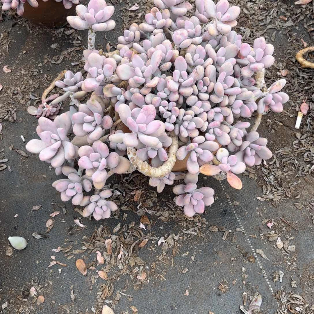 开*19号老庄多肉植物