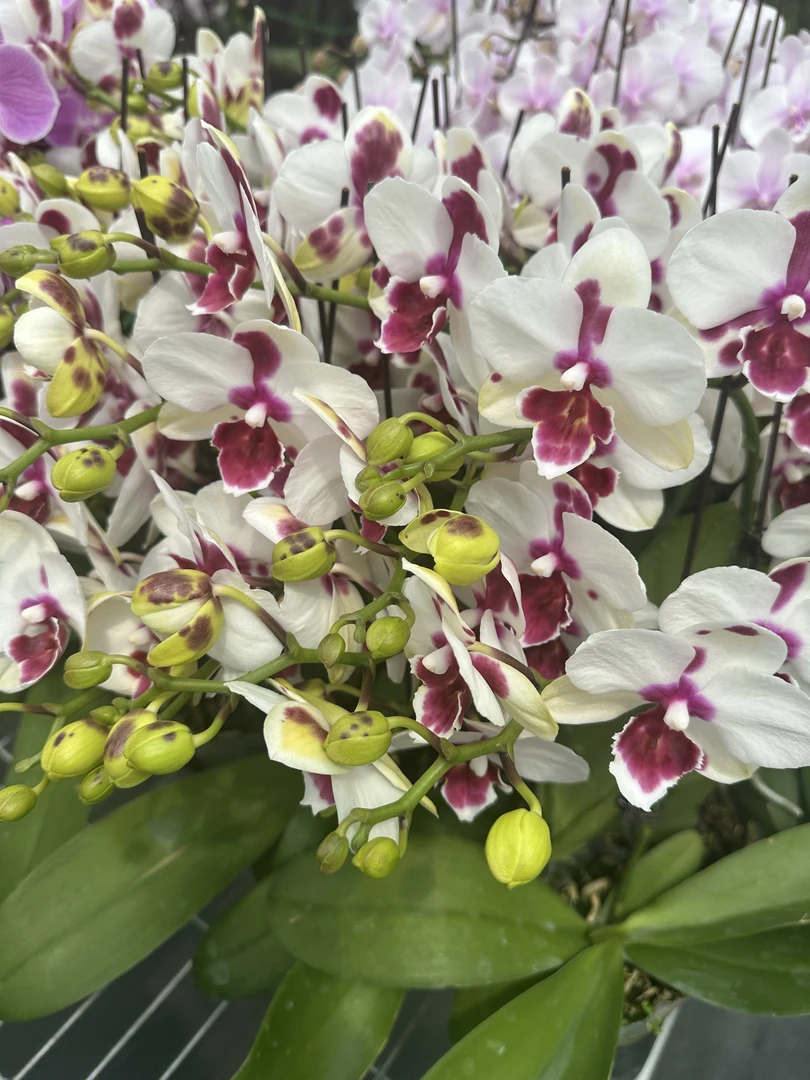 兰屿 LYSLAND【绿野香波 3.0寸】蝴蝶兰鲜花盆栽