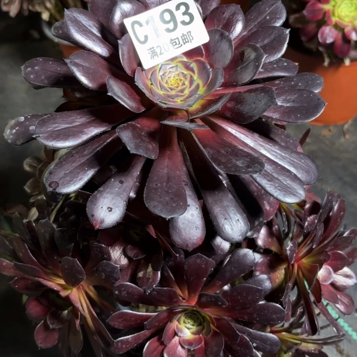 瑞妈一物一拍193