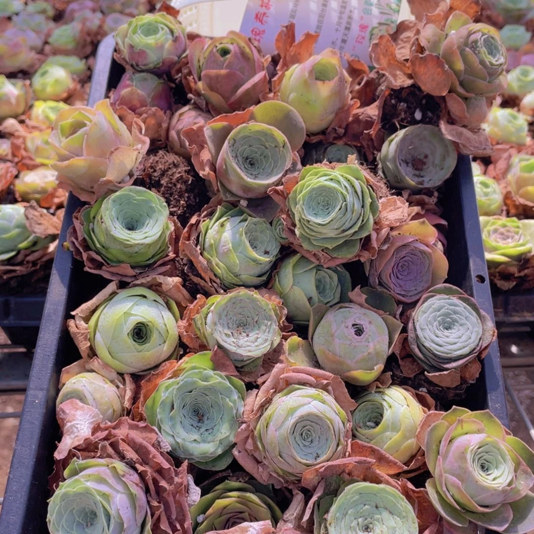 保底三十颗量拍➕花篮