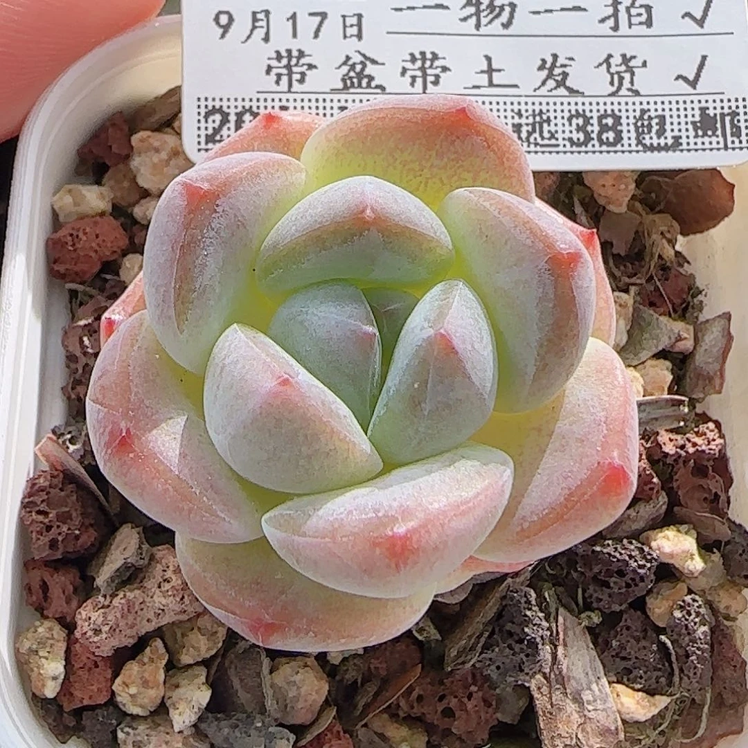 多肉0917--212粉色奇缘