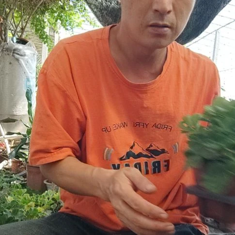 无花朵七盆品种看信息