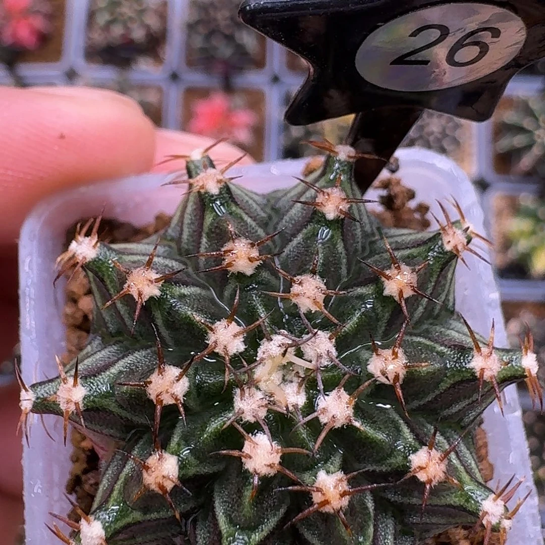 米哈实生自然锦原盆发26