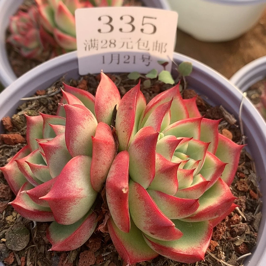 【闪购商品】云335