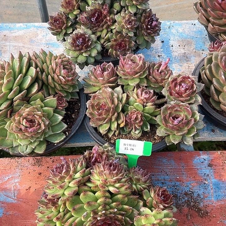 15..18黑枚一个多肉