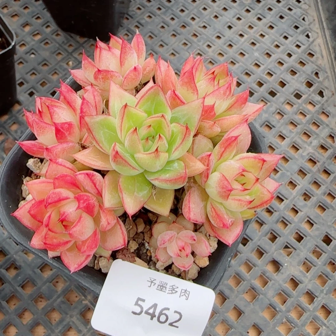 边线女王，5462带盆发不包整