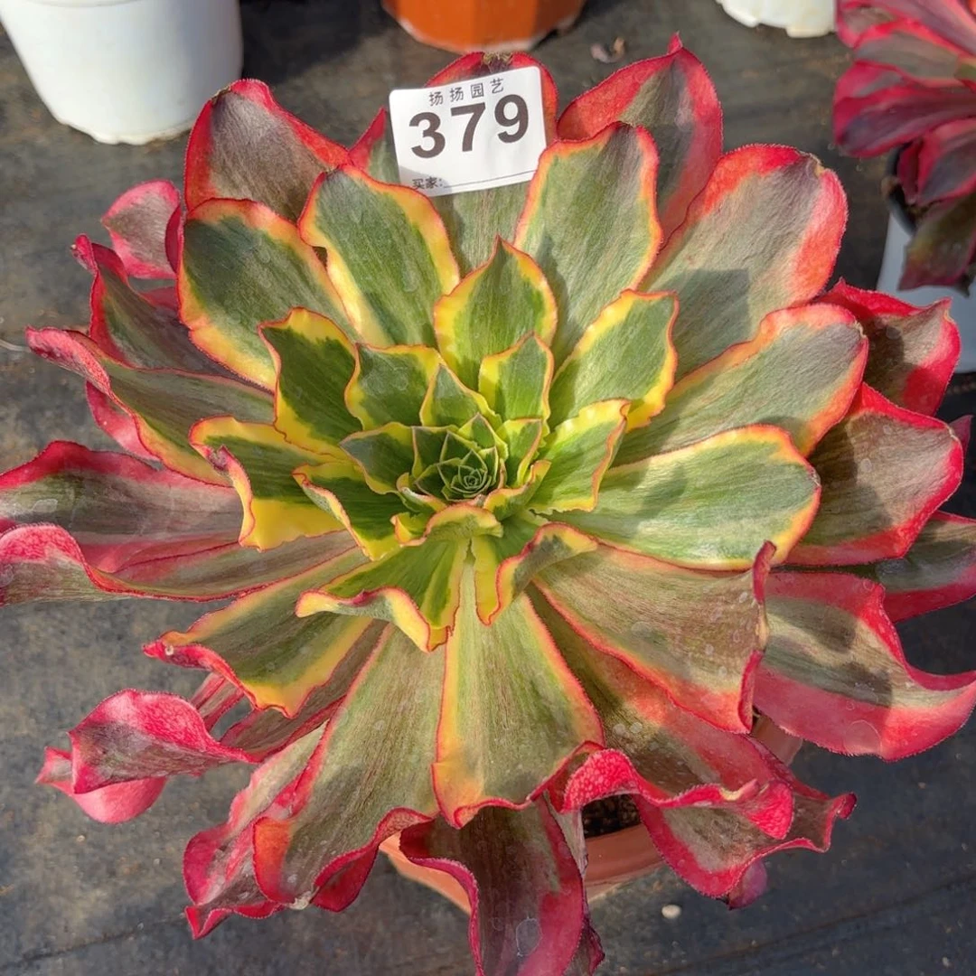 123  379多肉法师