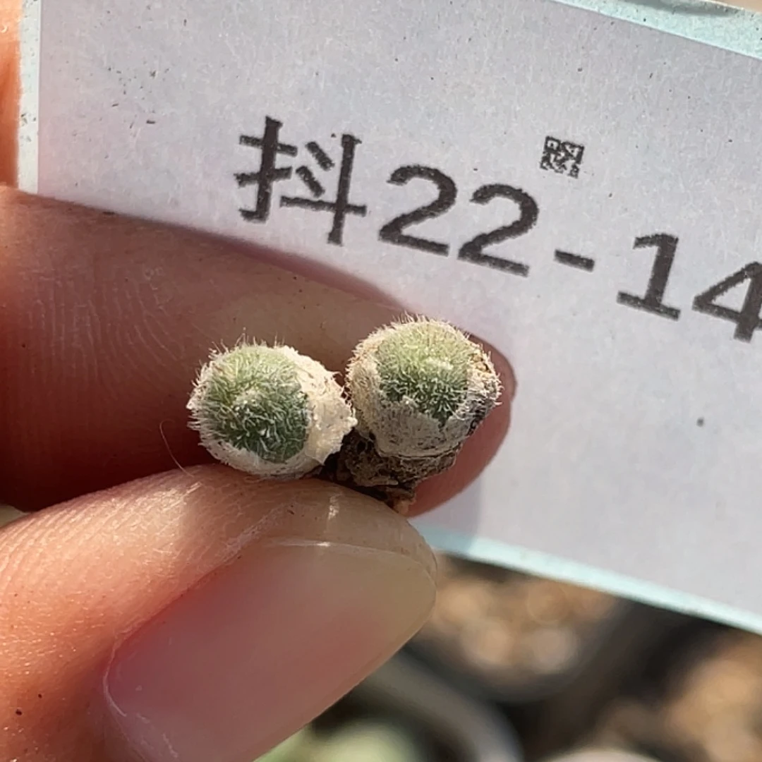 22-142毛球多肉植物