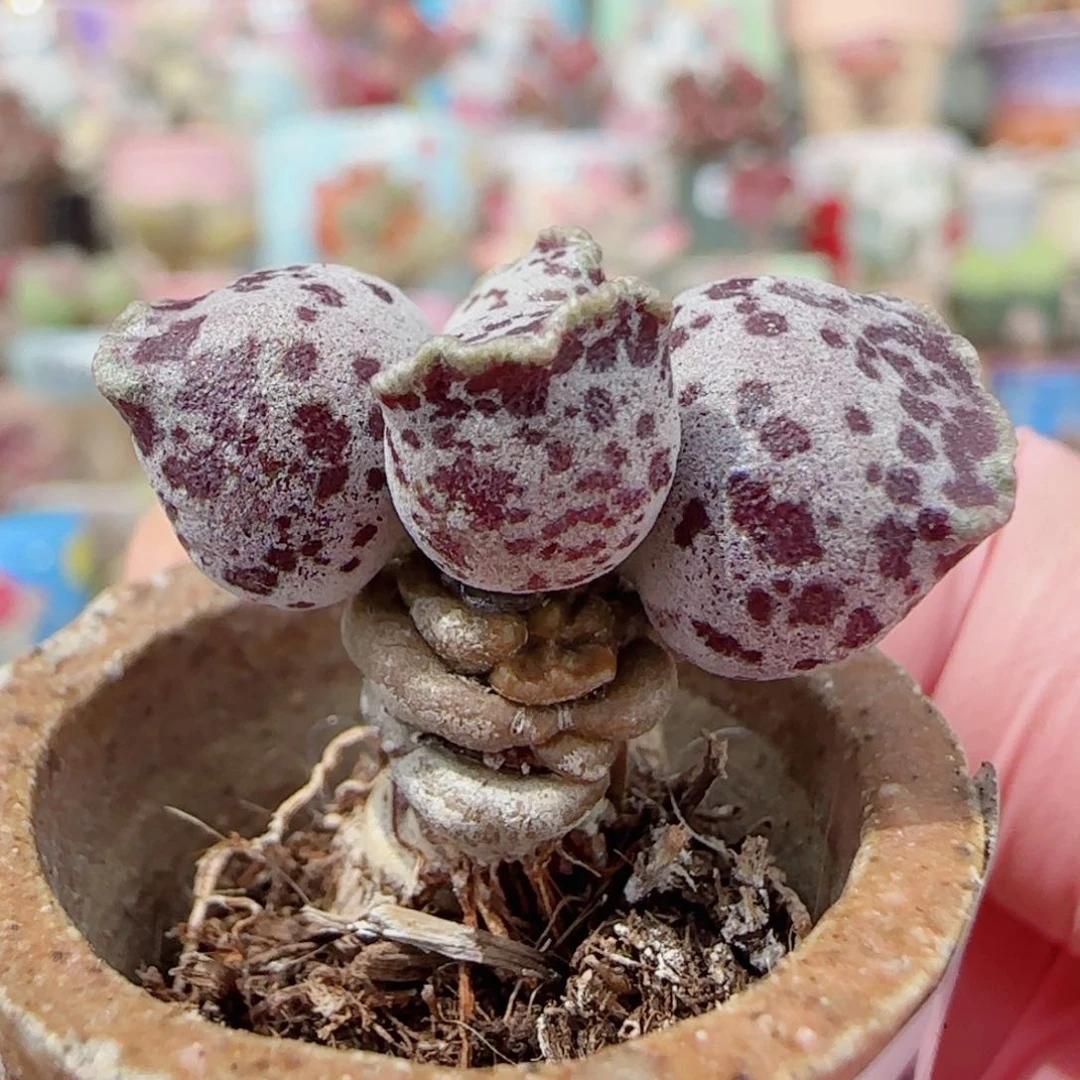 胖粉丸 代侧芽 盆口2.5cm