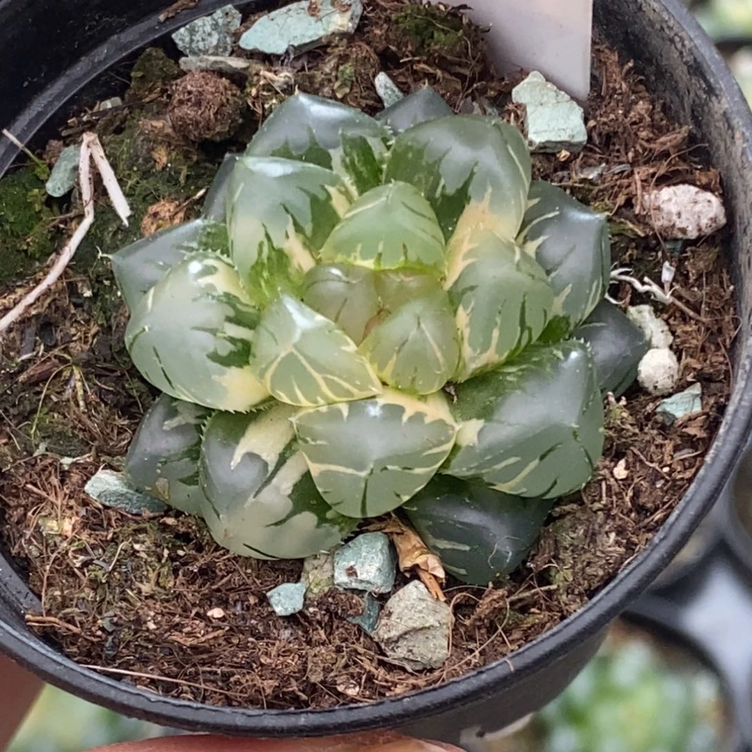 234号水中月玉露锦