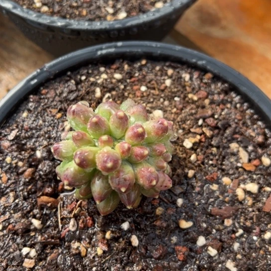 千代田之松缀化 夏鸣园艺