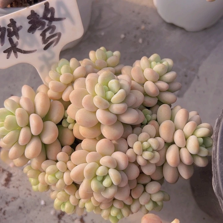 健健康康平平安安