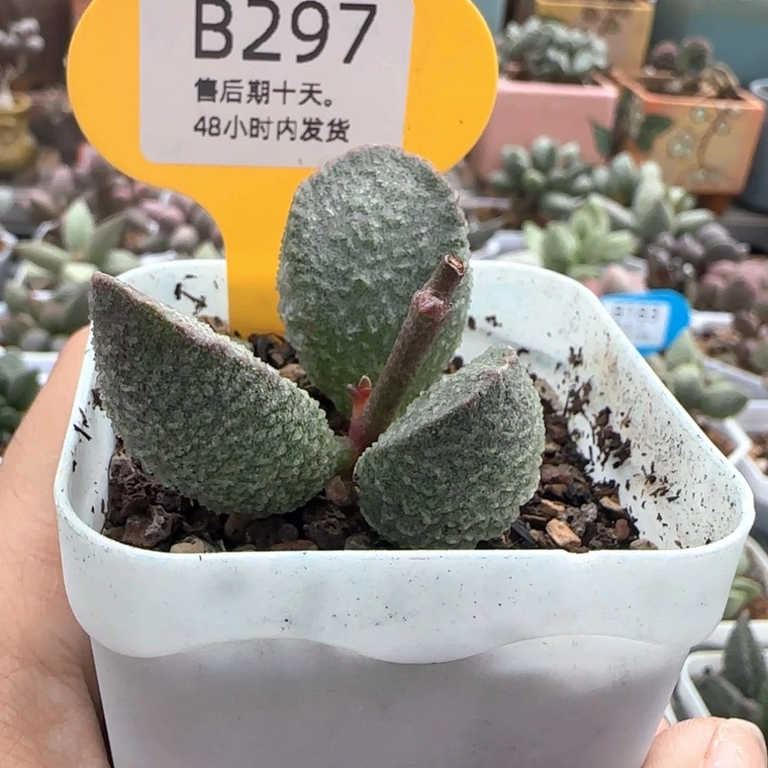 哈默绿猪肝。   297。