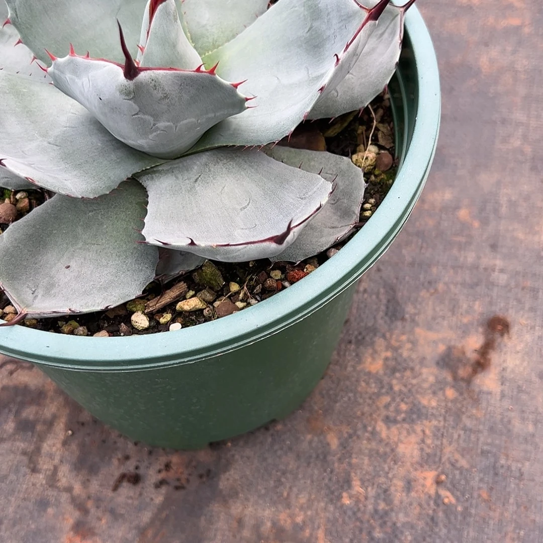 无花朵多肉植物福克斯龙舌兰