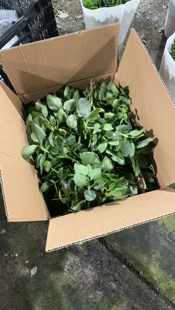 练手老桩枝条，颜色随机，满满一箱，福利品无售后